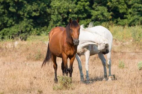 Two Friendly Horses Stock Photos