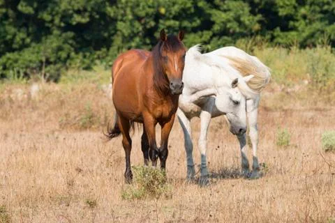 Two Friendly Horses Stock Photos