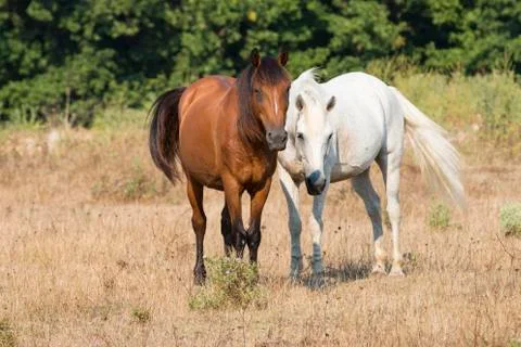 Two Friendly Horses Stock Photos