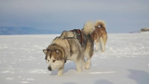 Two friendly malamutes walk over white snow, sled dogs with harness wag tails Stock Footage 167079091