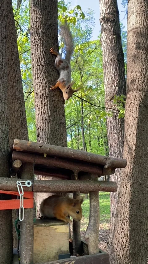 Two friendly squirrels are jumping on trees and a mini house in the park.  Stock Footage 239851514