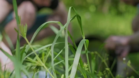 Two friends assemble a compact mini grill for an eco friendly outdoor barbecue Stock Footage 310934295