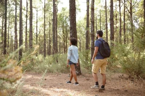 Two friends exploring a pine tree plantation in the late afternoon sunshine,  Stock Photos