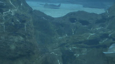 Two friends Stock Footage 305721