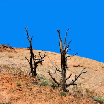 Two friends Stock Photos