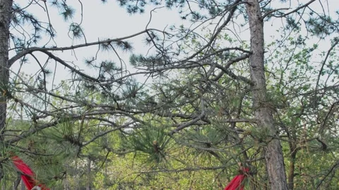Two friends rest in a hammock on the edge of the forest on a spring sunny day Stock Footage 146511911