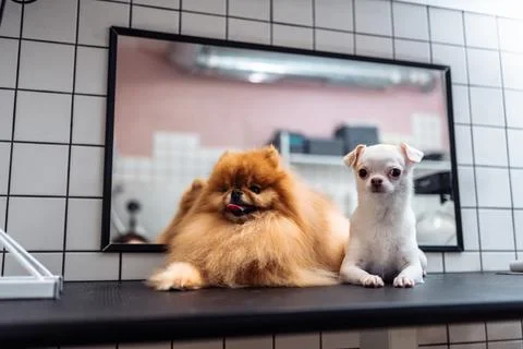 Two friends of a spitz and a chihuahua after washing in a grooming salon. Canine Stock Photos