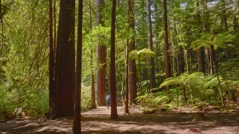 Two Friends taking a stroll in the woods 스톡 동영상 218499360