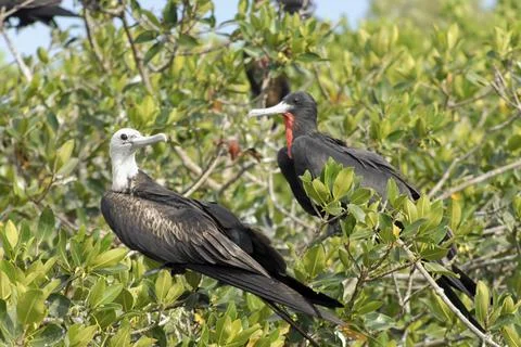 Two frigatebird in a tree Stock Photos