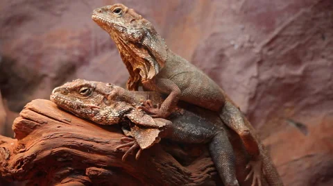 Two frilled-neck lizards mating, frilled dragon, animals, reptile display Stock Footage