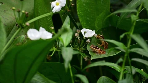 Two frogs and white flower Video stock 165139928