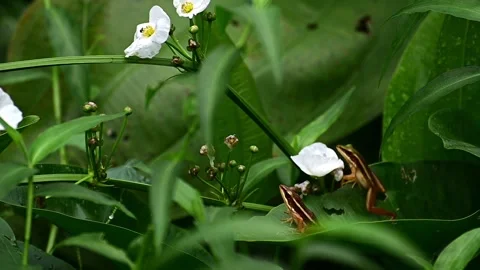 Two frogs and white flower 2 Video stock 165139938