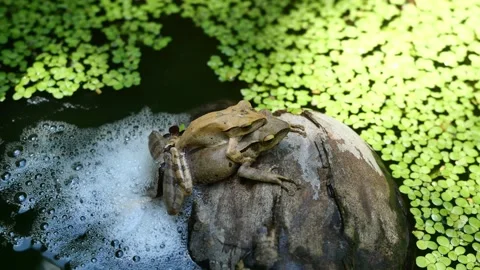 Two Frogs are mating and laying egg in chunk of foam on coconut fruit Stock Footage 156842066