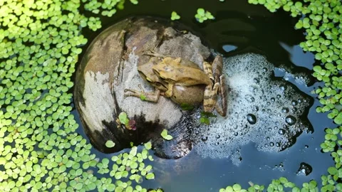 Two Frogs are mating and laying egg in chunk of foam on coconut fruit Stock Footage 156842085