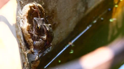 Two Frogs are mating and laying egg in chunk of foam on concrete wall Stock Footage 225000558
