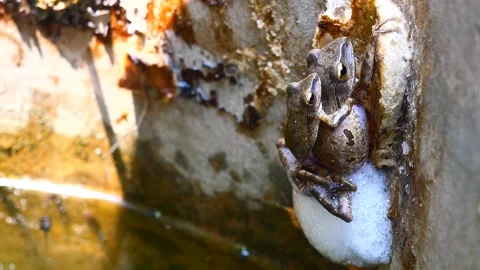 Two Frogs are mating and laying egg in chunk of foam on concrete wall Stock Footage 225000695