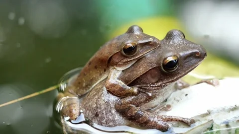 Two Frogs are mating on watering can in water, Amphibians in Thailand Stock Footage 132787282
