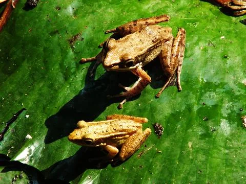 Two frogs are sitting on a leaf. One is bigger than the other Stock Photos