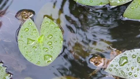 Two frogs calmly floating on the surface of water Stock Footage 231010878