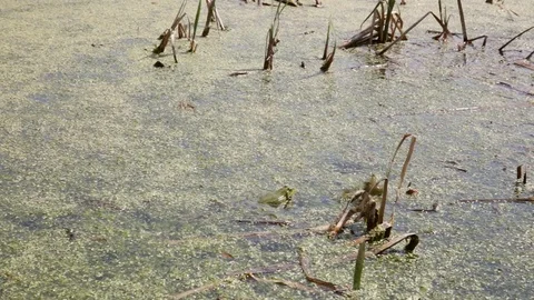 Two frogs croak in the swamp Stock Footage 125031754