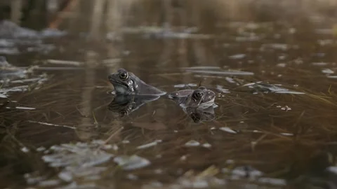 Two frogs croaking in water, looking at opposite ways Stock Footage 299897147