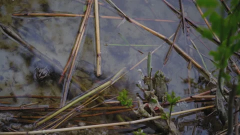 Two Frogs of Different Breeds Sit Nearby in Water near River Banks Stock Footage 152100396