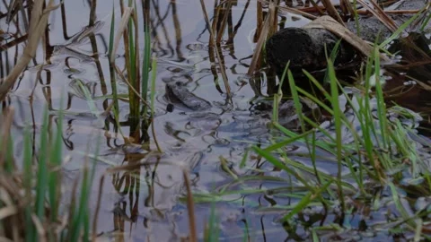 Two frogs Video stock 306094683