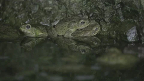 Two frogs in the grotto 스톡 동영상 149123895
