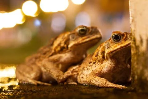 Two frogs having an intense and secret relationship Stock Photos