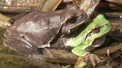 Two frogs ( Hyla arborea) copulating in a pond Stock-Footage 48578024