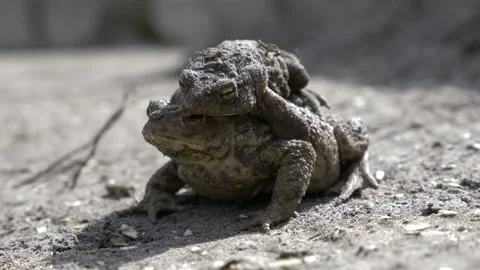 Two Frogs Jumping Together in Harmony Video stock 307468731