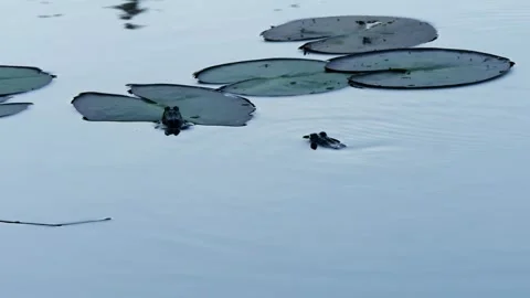 Two frogs in the lake. Stock Footage 276490902