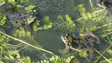 Two frogs looking at each other , Rana temporaria Stock Footage 217845548