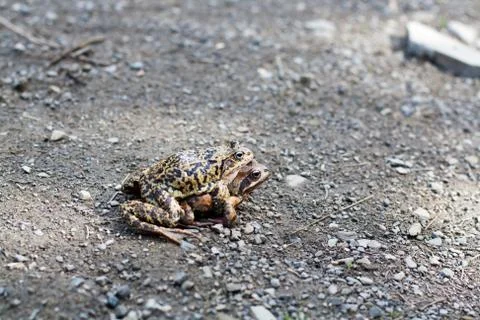 Two frogs making love Stock Photos
