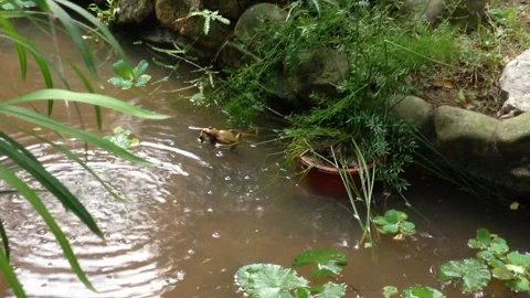 Two frogs mating and playing in water Stock Footage 169618014