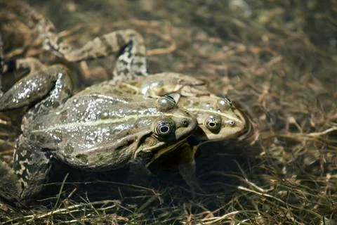 Two frogs mating Stock Photos