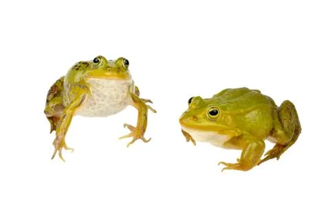 Two frogs Stock Photos