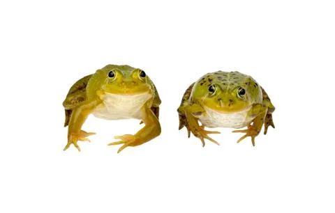 Two frogs Stock Photos