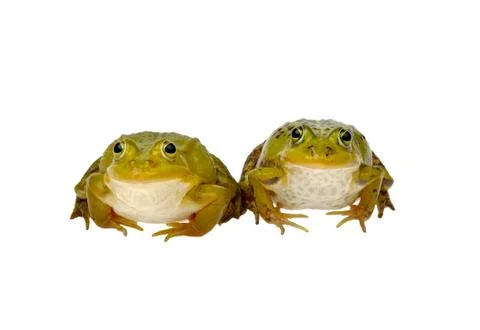 Two frogs Stock Photos