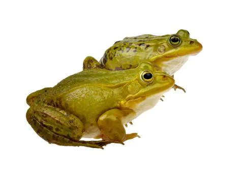 Two frogs Stock Photos