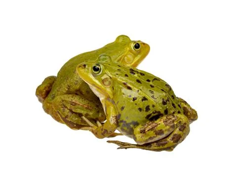 Two frogs Stock Photos