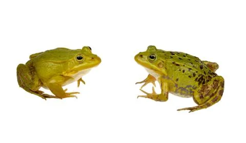 Two frogs Stock Photos