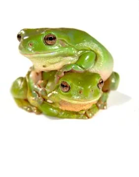 Two frogs Stock Photos