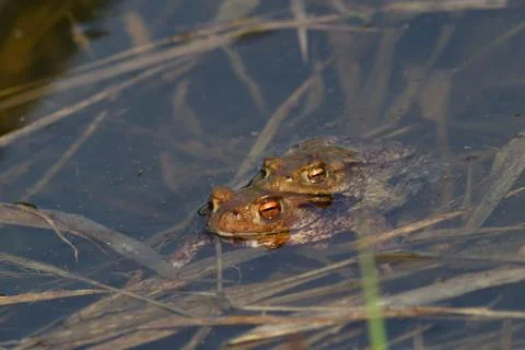 Two frogs 스톡 사진