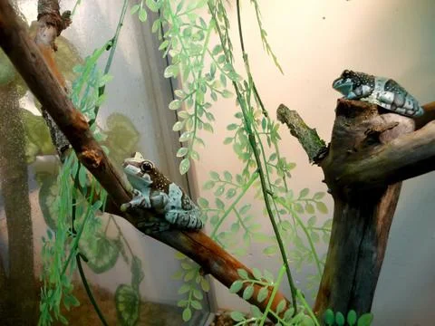 Two frogs Stock Photos