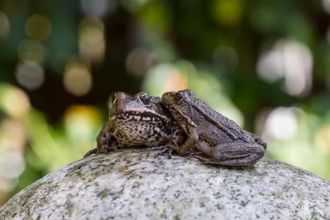 Two frogs Foto stock