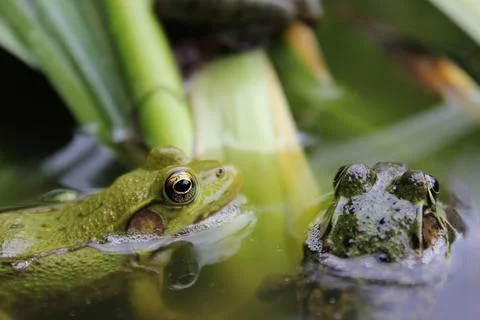 Two Frogs Stock Photos