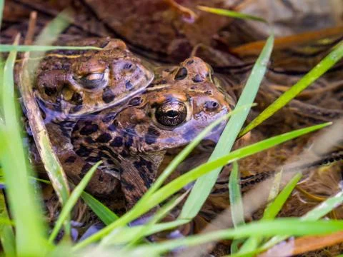 Two Frogs in a Pond, Close Up, Grass, Water Stock Photos