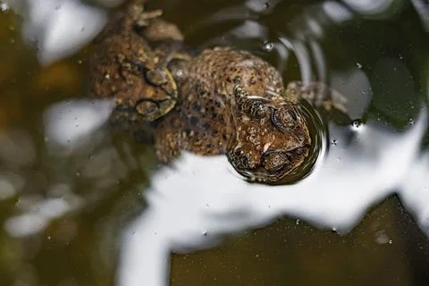 Two Frogs In Pond Stock Photos