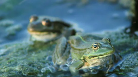 Two Frogs in River 스톡 동영상 53402055